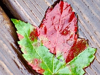 Autumn's First Casualty